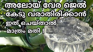 കറ്റാർവാഴ ജൽ കേട് കൂടാതെ വളരെക്കാലം ഇരിക്കാൻ | How to preserve homemade aloe vera gel malayalam