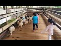 1st term school holiday at goats and sheeps farm kambing dan biri biri