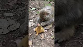 @monkey 044 #viralreels #reelsvideo #reelsviral #animal #wildanimals #view #wildlife #monkey