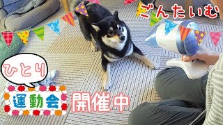 ごんたいむ お風呂のうっぷんを晴らす!! 黒柴ゴン太のひとり運動会