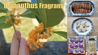 Osmanthus Fragrans | How I Preserve the Flowers and Cuisines I Cook with the Flowers