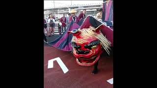 【石岡のお祭り】今にも噛みつきそうな獅子舞 lion-masked man dance and bite intensely