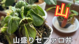 【セファロ丼】山盛りセファロタスの作り方　食虫植物