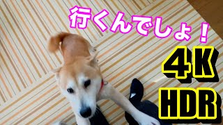 柴犬小春　iPhoneで察する柴犬は誘う前から必死！舞子公園　iPhone12 ProMax HDR撮影