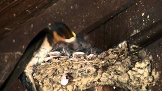 Redwood Ranger Minute: Barn Swallows