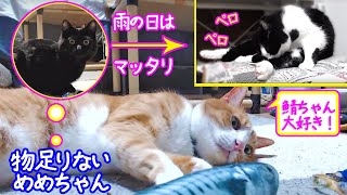 ＜2匹の猫通信＞ハッチとマックの「ほっこりライブ」雨の日はマッタリ！黒猫めめちゃん物足りない！2019 05 20　- Cat Live Stream in Japan - Cat Life TV