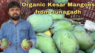 Organic Kesar Mango Farm of Junagadh | Check Description to Order Mangoes | Talala Famous Kesar Keri