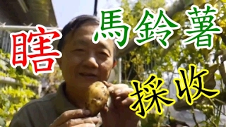 驚!馬鈴薯可以採收了 魚菜共生 成長日記  line 0921104500 有為農園