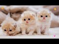 adorable kittens videos 🐾 to keep you smiling 😻💖