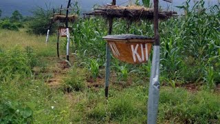 Bees help Kenyan farmers stop elephants from feeding on crops