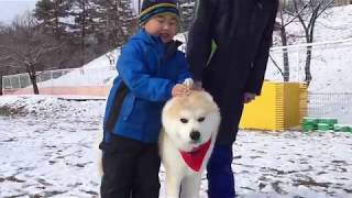 秋田犬パティと1年振りに再会した少年(*^^*)