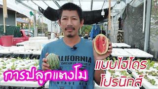 🌱การปลูกแตงโม🍉🍉🍉แบบไฮโดรโปนิกส์ ฉบับเต็ม🌱 #Ekkalak fram #ผักสลัด