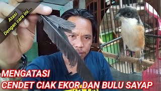 Mengatasi cendet ciak bulu ll Cara mengatasi cendet ciak ekor