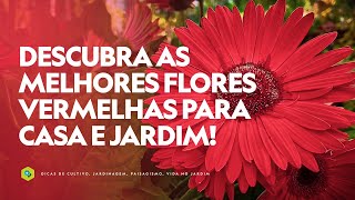 15 FLORES VERMELHAS para CASA e JARDIM