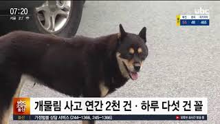 목줄 없이 산책..'개물림 사고'도 되풀이   20200625 ubc뉴스