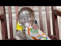 Super naughty | Monkey Max destroys cake dough.