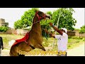 ਥੋੜੇ ਮੁੱਲ ਦੀ ਘੋੜੀ ਗੱਬਣ ਚੈਕ ਪਾਸ mare for sale horselover horse horseforsale shonkibande1110