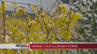 How to avoid spring allergies before pollen gets worse
