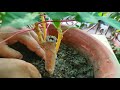 plant with pink stems how to grow and repot manihot esculenta cassava manioc yuca कसावा की देखभाल