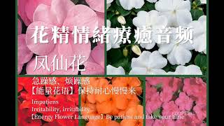 凤仙花 花精情緒療癒音频 情绪舒缓音乐 治愈冥想音樂 巴赫频率 巴哈花精療法 身體振动療癒 缓解焦虑flower essences  Bach Flowers  therapy vibrational