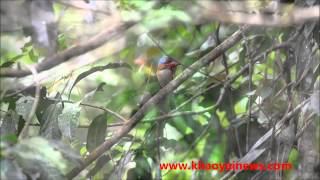 banded kingfisher