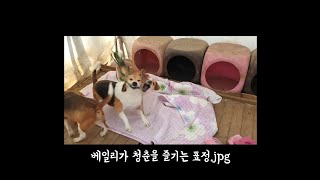 끝없는 댕댕이들의 매력 🐶~ 궁금하다면 빠르게 클릭👇~ 소문내주세요😆