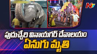 32 ఏళ్ల మనకుల వినాయగర్ దేవాలయం ఏనుగు లక్ష్మి మృతి  | పుదుచ్చేరి | Ntv