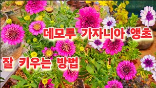 묵은둥 들 #데모루 #가자니아 #앵초 풍성하게 꽃피는 방법