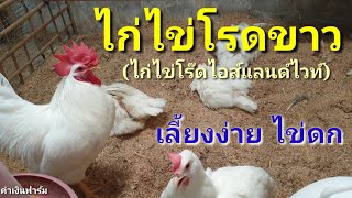 ไก่พันธุ์ไข่ ไก่ไข่โร๊ดไอส์แลนด์ไวท์ (ไก่ไข่โรดขาว) เลี้ยงง่าย ไข่ดก เป็นมิตร by คำเงินฟาร์ม