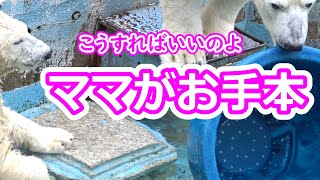 イっちゃんママが手本を見せる 💗大きなものの持ち上げ方【天王寺動物園】