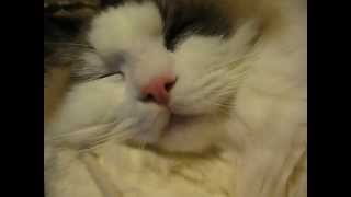 【猫のもじお君（ラグドール）】　いびきをかいて寝る猫 【Cat(ragdoll) snore】