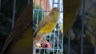 Canary singing birds sounds at its best | Melodies canary bird song #bird #canary #shorts