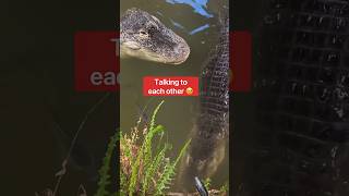 My Alligators Finally Meet & Fall In Love 😍 #shorts #alligator