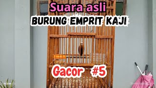 suara asli burung emprit kaji #emprit #kicaumania #burung