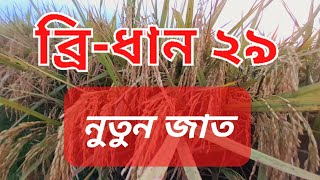 ব্রি-ধান ২৯ নতুন জাত।