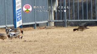 カモ、つんつんつん♪だポン【2018年2月16日(金曜日)の狭山池】