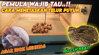 Cara Menetaskan Telur Puyuh Yang Benar 100% Berhasil