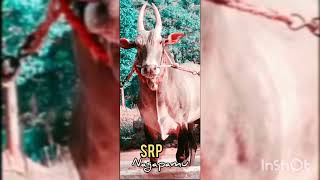 #like SRP NAGAPAMU 🐍#srp brother #S🔥R🔥P