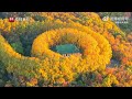 autumn charm of jinling the plane trees in nanjing meiling palace have turned yellow