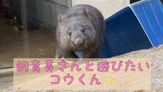 【ウォンバット】飼育員さんと遊びたいコウくん☆