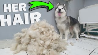 HUGE UNDERCOAT REMOVAL - Neglected Husky Grooming (short version)