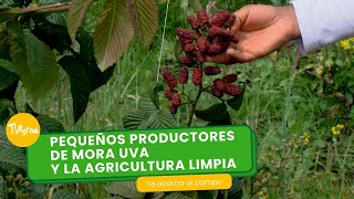 Pequeños productores de mora uva y la agricultura limpia - TvAgro por Juan Gonzalo Angel Restrepo