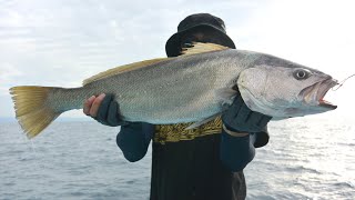 Japanese giant croaker game