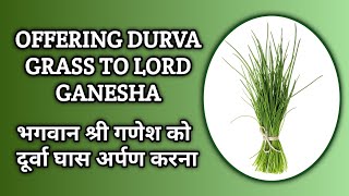 Significance of Durva Grass in Worship of Lord Ganesha | श्री गणेश उपासना में दूर्वा का महत्व