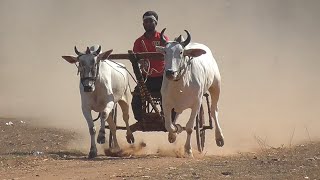 शाहजाद भाई बोरी उमरिया का बम्हनी वाला बैलजोड़ी दौड़ | racing bulls | ox race | bailjodi race