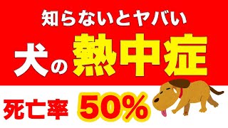 【獣医師解説】犬の熱中症の症状・原因・治療・予防・応急処置