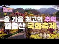 2023 월출산 국화축제 국화 빛으로 피어나다