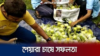 জয়পুরহাট থেকে সারাদেশে যাচ্ছে থাই জাতের মিষ্টি পেয়ারা | Guava | Jamuna TV