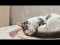 猫のお昼寝 オルゴール 5 【癒し・睡眠用・ストレス解消・リラックスbgm】