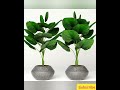 indoor plants for home interior plants for house decoration indoor plants